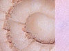 INCOGNITO-All Natural Eyeshadow- Vegan Friendly Makeup- Organic Makeup- Cruelty Free Makeup